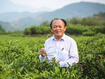 凤凰“茶匠”不负初心构筑单丛梦