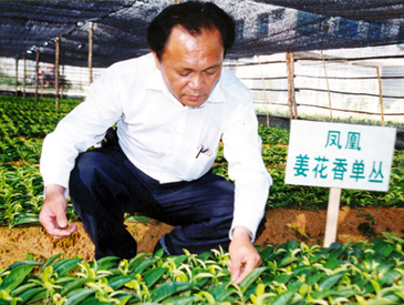 南馥茶叶有限公司苗圃与生产基地